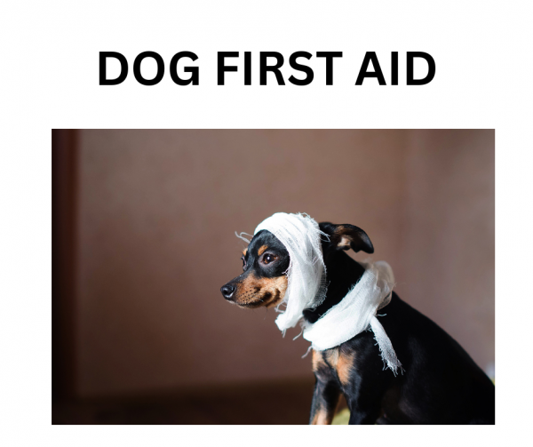 Dog First Aid