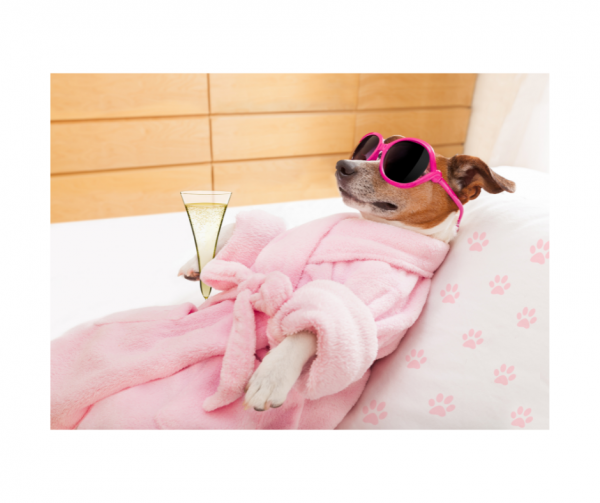 Puppy Training Summer Term