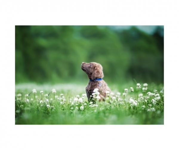 Puppy  Summer Training