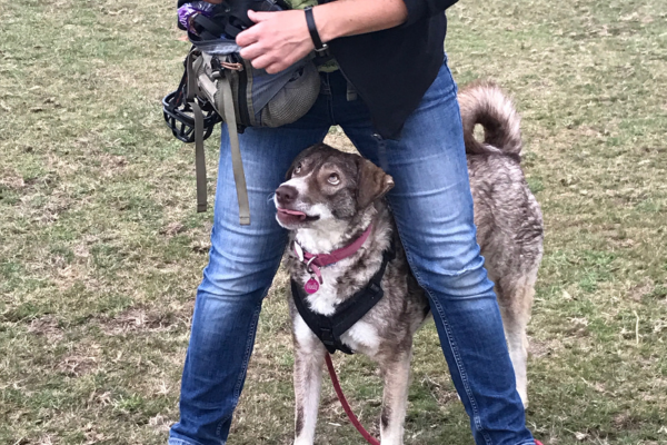 Rescue Dog  Support x 2 sessions