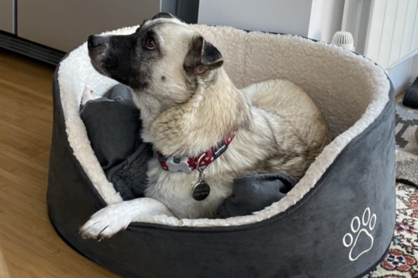 Rescue Dog Support x 3 sessions