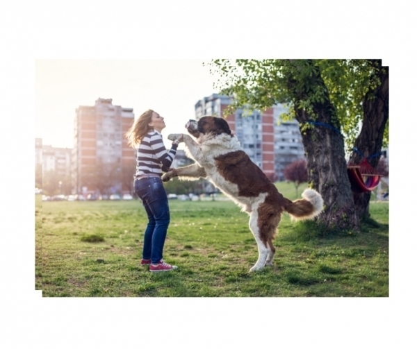 ADULT DOG CLASSST ALBANSTRAINING TAILS