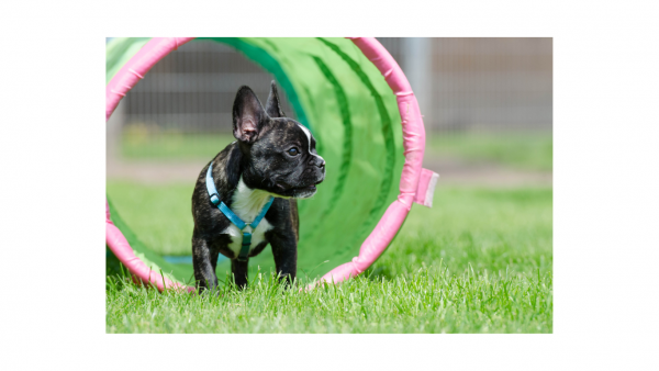 Puppy Adventure Play