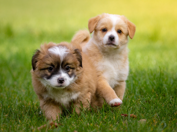 Puppy Training Summer Term