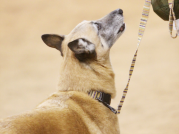 Lead Walking Course