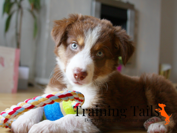 Puppy Workshop