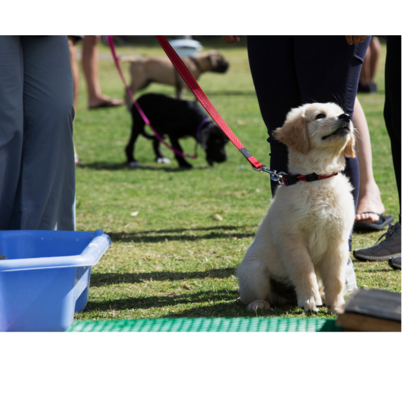 Puppy Socialisation