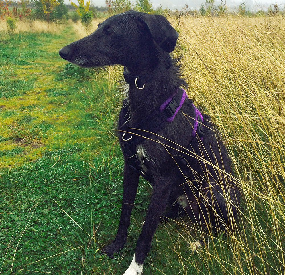 Whippet Dog on a Walk